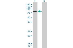 Western Blot analysis of PIAS2 expression in transfected 293T cell line by PIAS2 MaxPab polyclonal antibody.