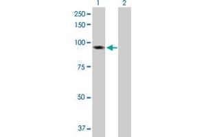 Western Blot analysis of BAP1 expression in transfected 293T cell line by BAP1 MaxPab polyclonal antibody. (BAP1 抗体  (AA 1-729))