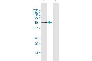Western Blot analysis of TFDP2 expression in transfected 293T cell line by TFDP2 MaxPab polyclonal antibody. (DP2 抗体  (AA 1-386))
