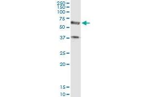Immunoprecipitation of PDE1A transfected lysate using anti-PDE1A MaxPab rabbit polyclonal antibody and Protein A Magnetic Bead , and immunoblotted with PDE1A purified MaxPab mouse polyclonal antibody (B01P) . (PDE1A 抗体  (AA 1-545))