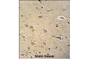 PQLC1 antibody (Center) (ABIN654821 and ABIN2844494) immunohistochemistry analysis in formalin fixed and paraffin embedded human brain tissue followed by peroxidase conjugation of the secondary antibody and DAB staining. (PQLC1 抗体  (AA 100-128))