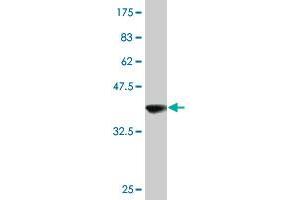 Western Blot detection against Immunogen (38. (Ghrelin 抗体  (AA 1-117))