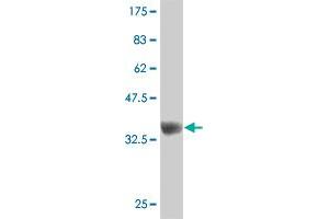 Western Blot detection against Immunogen (37. (ZNF207 抗体  (AA 1-110))