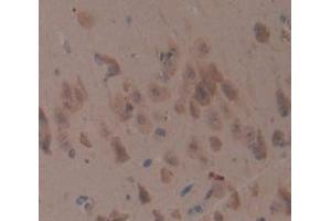 IHC-P analysis of Rat Tissue, with DAB staining. (Amphiregulin 抗体  (AA 97-243))
