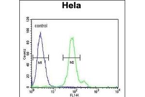 CTPS2 Antibody (N-term) (ABIN652725 and ABIN2842481) flow cytometric analysis of Hela cells (right histogram) compared to a negative control cell (left histogram). (CTPS2 抗体  (N-Term))