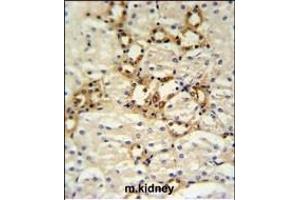 BSND Antibody (C-term) (ABIN653815 and ABIN2843088) IHC analysis in formalin fixed and paraffin embedded mouse kidney tissue followed by peroxidase conjugation of the secondary antibody and DAB staining. (BSND 抗体  (C-Term))