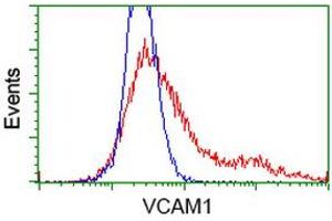 HEK293T cells transfected with either RC209761 overexpress plasmid (Red) or empty vector control plasmid (Blue) were immunostained by anti-VCAM1 antibody (ABIN2454232), and then analyzed by flow cytometry. (VCAM1 抗体)