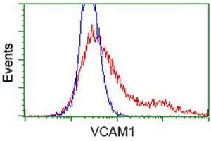 HEK293T cells transfected with either RC209761 overexpress plasmid (Red) or empty vector control plasmid (Blue) were immunostained by anti-VCAM1 antibody (ABIN2454232), and then analyzed by flow cytometry. (VCAM1 抗体)
