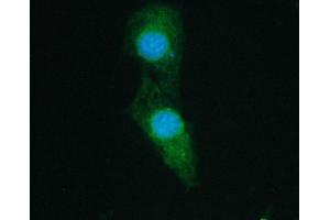 IF analysis of SHP2/PTPN11 using anti-SHP2/PTPN11 antibody (ABIN6719583).