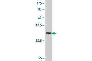 Western Blot detection against Immunogen (38.