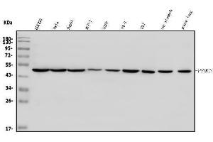 Western blot analysis of TBP-1/PSMC3 using anti-TBP-1/PSMC3 antibody (ABIN7599393).