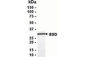 Western Blotting (WB) image for Esterase D (ESD) (AA 1-282) protein (ABIN2468386) (Esterase D Protein (ESD) (AA 1-282))