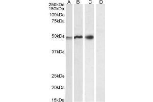 Western Blotting (WB) image for anti-Neutrophil Cytosol Factor 1 (NCF1) (C-Term) antibody (ABIN184583)