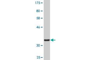 Western Blot detection against Immunogen (36. (NOV 抗体  (AA 32-131))