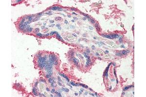 Human, Placenta: Formalin-Fixed Paraffin-Embedded (FFPE) (FUT2 抗体  (AA 27-40))