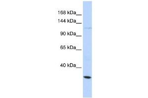 KCNMA1 antibody used at 1 ug/ml to detect target protein. (KCNMA1 抗体  (Middle Region))