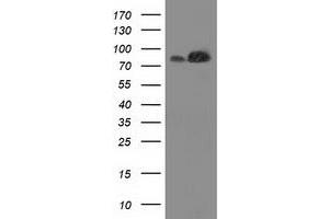 Western Blotting (WB) image for anti-Striatin Interacting Protein 1 (STRIP1) antibody (ABIN1498204) (STRIP1 抗体)