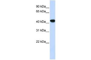 Western Blotting (WB) image for anti-Alcohol Dehydrogenase 1B (Class I), beta Polypeptide (ADH1B) antibody (ABIN2458609) (ADH1B 抗体)