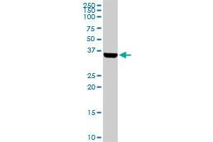 BARHL1 MaxPab rabbit polyclonal antibody. (BARHL1 抗体  (AA 1-327))