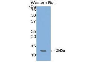 Western blot analysis of recombinant Mouse ENA78. (CXCL5 抗体  (AA 45-118))