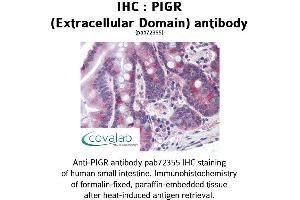 Image no. 2 for anti-Polymeric Immunoglobulin Receptor (PIGR) (Extracellular Domain) antibody (ABIN1738097) (PIGR 抗体  (Extracellular Domain))