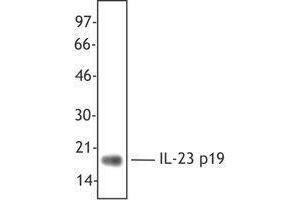 Western Blotting (WB) image for anti-Interleukin 23 (IL23) antibody (ABIN2665145) (IL23 抗体)