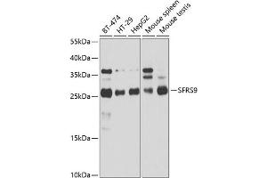 Western blot analysis of extracts of various cell lines, using SRSF9 antibody (ABIN1682679, ABIN3018727, ABIN3018728 and ABIN6220559) at 1:1000 dilution. (SFRS9 抗体  (AA 1-221))