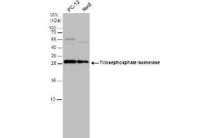 Western Blotting (WB) image for anti-Triosephosphate Isomerase 1 (TPI1) (C-Term) antibody (ABIN2855867)