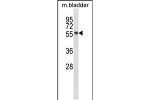 Western blot analysis in mouse bladder tissue lysates (35ug/lane). (SGK3 抗体  (C-Term))