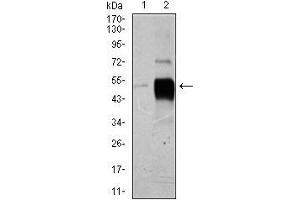 Western blot analysis using POU3F2 mouse mAb against HeLa (1), and SK-N-SH (2) cell lysate. (POU3F2 抗体  (AA 214-362))