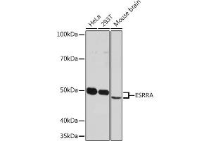 Western blot analysis of extracts of various cell lines, using ESRRA Rabbit mAb (ABIN1683199, ABIN7101640, ABIN7101641 and ABIN7101642) at 1:1000 dilution. (ESRRA 抗体)
