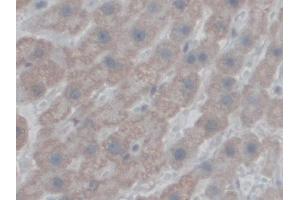 Immunohistochemistry (IHC) image for anti-ATP Synthase, H+ Transporting, Mitochondrial F0 Complex, Subunit F6 (ATP5J) (AA 1-108) antibody (ABIN7441733)