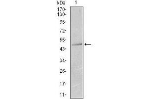 Western blot analysis using KRT13 mouse mAb against T47D (1) cell lysate. (Cytokeratin 13 抗体  (AA 143-295))