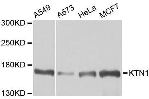 Western blot analysis of extracts of various cell lines, using KTN1 antibody. (KTN1 抗体  (AA 1-100))