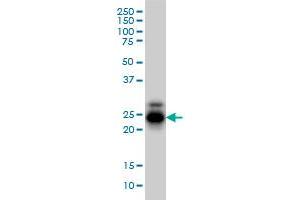 Western Blotting (WB) image for anti-Cellular Repressor of E1A-Stimulated Genes 1 (CREG1) (AA 121-220) antibody (ABIN563796)