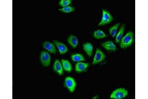 Immunofluorescent analysis of A549 cells using ABIN7153717 at dilution of 1:100 and Alexa Fluor 488-congugated AffiniPure Goat Anti-Rabbit IgG(H+L) (GFRA1 抗体  (AA 230-385))