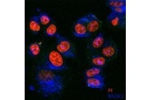 Immunofluorescence staining of BXDC2 on MCF-7 cell use BXDC2 MaxPab polyclonal antibody (1:100, 4 °C overnight). (BRIX1 抗体  (AA 1-353))