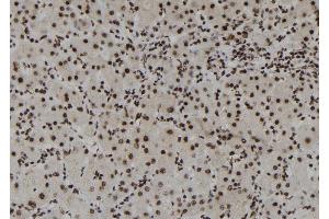 ABIN6273109 at 1/100 staining Human liver tissue by IHC-P. (DHX38 抗体  (C-Term))