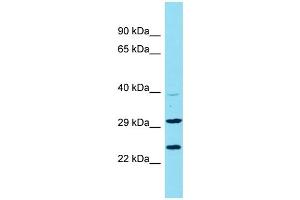 Host: Rabbit Target Name: C9orf106 Sample Type: U937 Whole Cell lysates Antibody Dilution: 1. (C9ORF106 抗体  (N-Term))