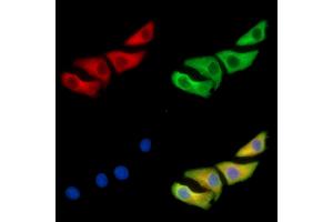 anti-GTPase, IMAP Family Member 8 (GIMAP8) antibody