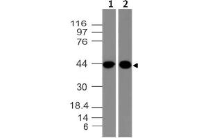 Image no. 1 for anti-C-Type Lectin Domain Family 9, Member A (CLEC9A) (AA 15-218) antibody (ABIN5027446)