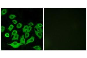 Immunofluorescence (IF) image for anti-Ribosomal Protein L36 (RPL36) (Internal Region) antibody (ABIN1850636) (RPL36 抗体  (Internal Region))