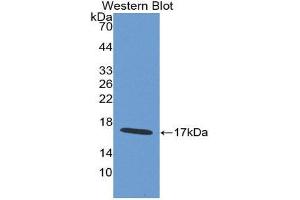 Western Blotting (WB) image for anti-WAP Four-Disulfide Core Domain 5 (WFDC5) (AA 1-123) antibody (ABIN1980544) (WFDC5 抗体  (AA 1-123))
