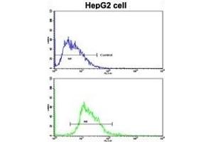 Flow cytometric analysis of HepG2 cells using ESR2 Antibody (Center)(bottom histogram) compared to a negative control cell (top histogram).