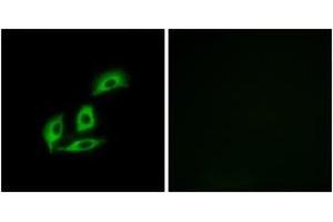 Immunofluorescence analysis of A549 cells, using NECAB3 Antibody. (NECAB3 抗体  (AA 321-370))