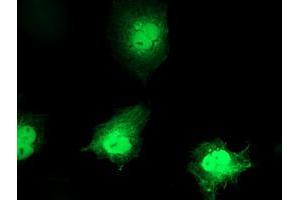 Immunofluorescence (IF) image for anti-Chromosome 1 Open Reading Frame 50 (C1ORF50) antibody (ABIN1497034) (C1ORF50 抗体)