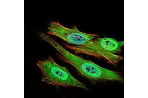 Immunofluorescence analysis of Hela cells using PON1 mouse mAb (green). (PON1 抗体  (AA 20-155))