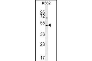 Western blot analysis in K562 cell line lysates (35ug/lane). (RGS7 抗体  (C-Term))
