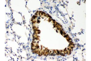 Anti- COMT Picoband antibody, IHC(P) IHC(P): Mouse Lung Tissue (COMT 抗体  (AA 52-271))