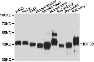 IDH3B 抗体  (AA 35-170)